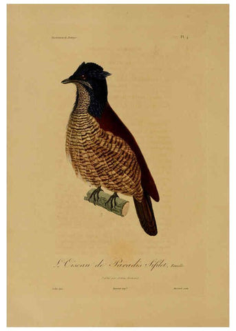 Reproducción/Reproduction 6056474702: Illustrations de zoologie Paris,A. Bertrand[1832-35?] 