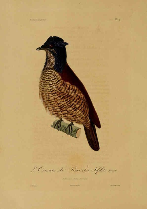 Reproducción/Reproduction 6056474702: Illustrations de zoologie Paris,A. Bertrand[1832-35?] 