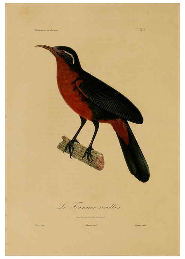 Reproducción/Reproduction 6055928529: Illustrations de zoologie Paris,A. Bertrand[1832-35?] 