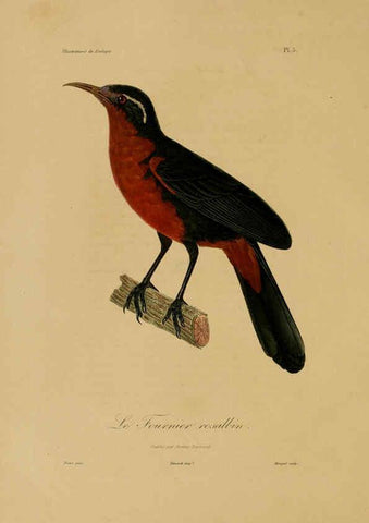 Reproducción/Reproduction 6055928529: Illustrations de zoologie Paris,A. Bertrand[1832-35?] 