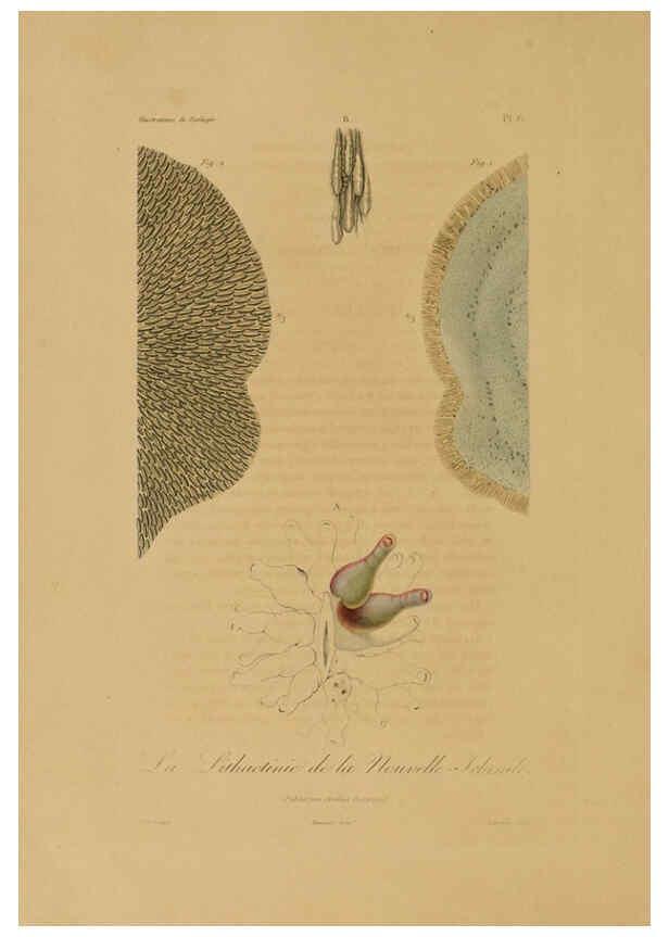 Reproducción/Reproduction 6056475118: Illustrations de zoologie Paris,A. Bertrand[1832-35?] 