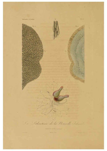 Reproducción/Reproduction 6056475118: Illustrations de zoologie Paris,A. Bertrand[1832-35?] 