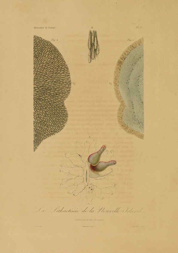 Reproducción/Reproduction 6056475118: Illustrations de zoologie Paris,A. Bertrand[1832-35?] 