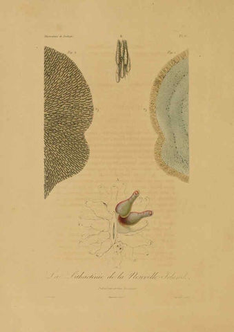 Reproducción/Reproduction 6056475118: Illustrations de zoologie Paris,A. Bertrand[1832-35?] 