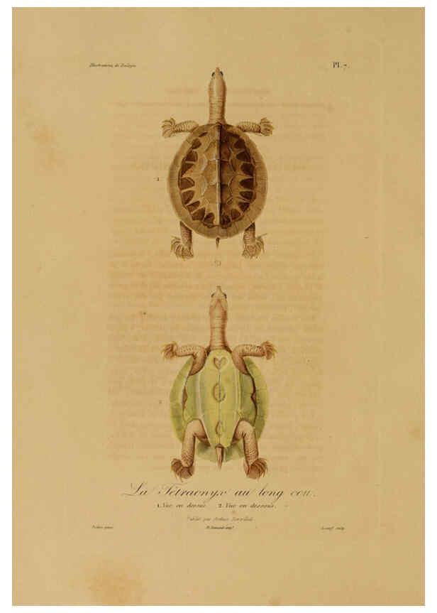Reproducción/Reproduction 6056475366: Illustrations de zoologie Paris,A. Bertrand[1832-35?] 