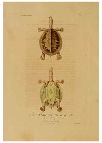 Reproducción/Reproduction 6056475366: Illustrations de zoologie Paris,A. Bertrand[1832-35?] 