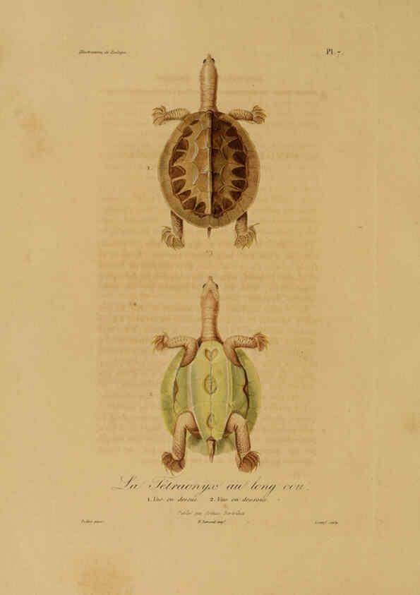 Reproducción/Reproduction 6056475366: Illustrations de zoologie Paris,A. Bertrand[1832-35?] 