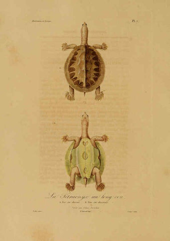 Reproducción/Reproduction 6056475366: Illustrations de zoologie Paris,A. Bertrand[1832-35?] 