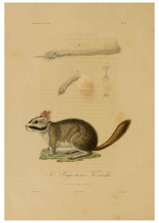 Reproducción/Reproduction 6056475620: Illustrations de zoologie Paris,A. Bertrand[1832-35?] 