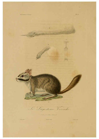 Reproducción/Reproduction 6056475620: Illustrations de zoologie Paris,A. Bertrand[1832-35?] 