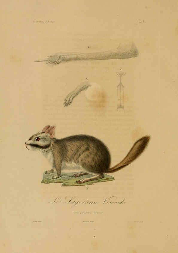Reproducción/Reproduction 6056475620: Illustrations de zoologie Paris,A. Bertrand[1832-35?] 