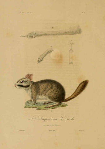 Reproducción/Reproduction 6056475620: Illustrations de zoologie Paris,A. Bertrand[1832-35?] 