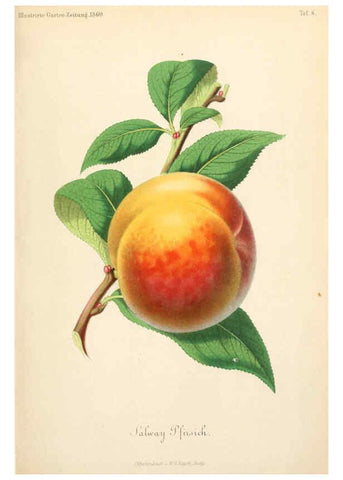 Reproducción/Reproduction 6055860031: Illustrierte Garten-Zeitung. bd.4 Stuttgart,E. Schweizerbart