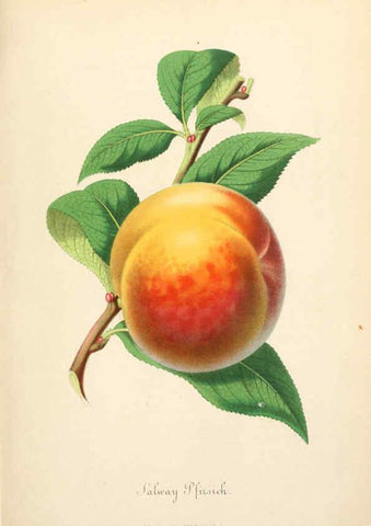 Reproducción/Reproduction 6055860031: Illustrierte Garten-Zeitung. bd.4 Stuttgart,E. Schweizerbart