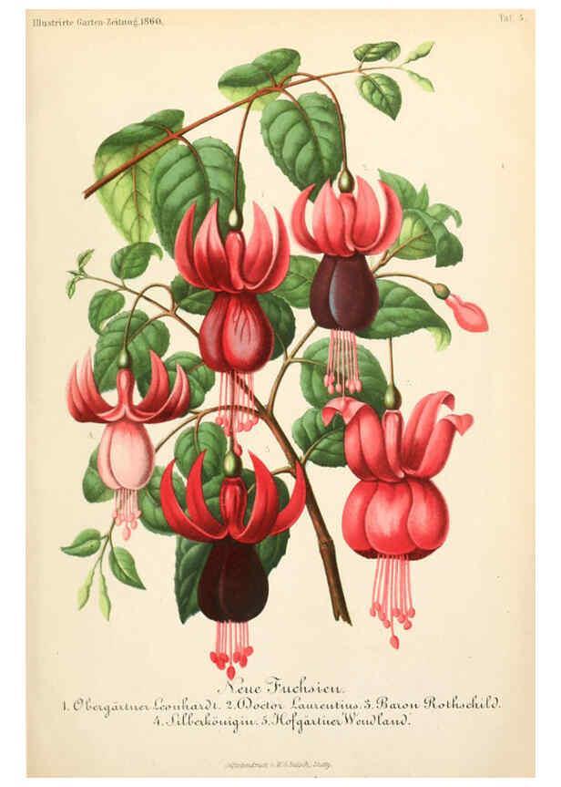 Reproducción/Reproduction 6056406596: Illustrierte Garten-Zeitung. bd.4 Stuttgart,E. Schweizerbart