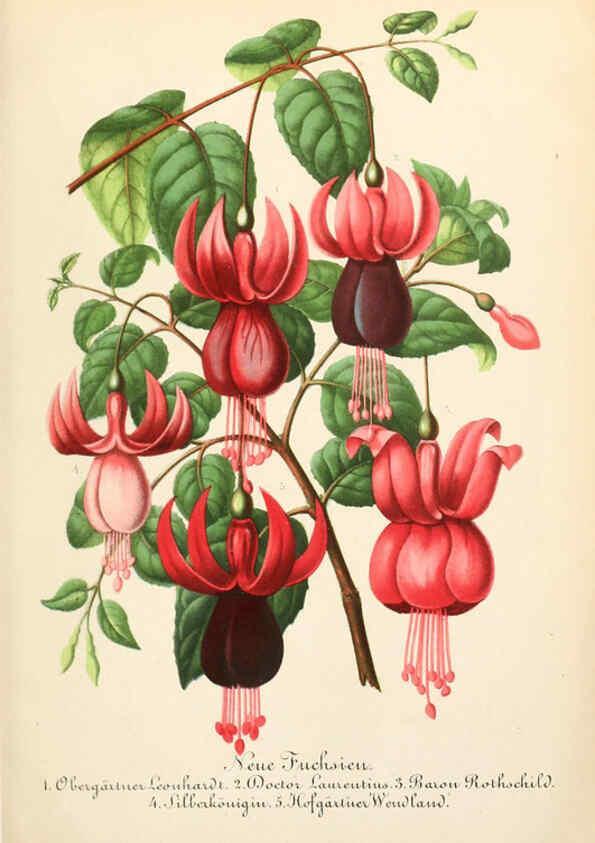 Reproducción/Reproduction 6056406596: Illustrierte Garten-Zeitung. bd.4 Stuttgart,E. Schweizerbart