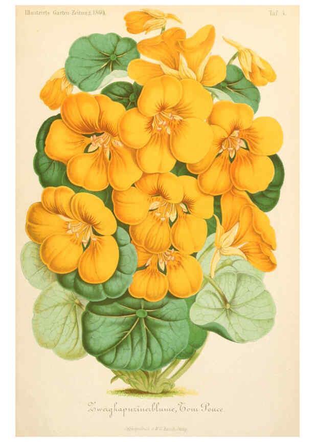Reproducción/Reproduction 6055859355: Illustrierte Garten-Zeitung. bd.4 Stuttgart,E. Schweizerbart
