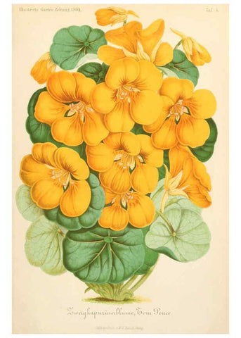 Reproducción/Reproduction 6055859355: Illustrierte Garten-Zeitung. bd.4 Stuttgart,E. Schweizerbart