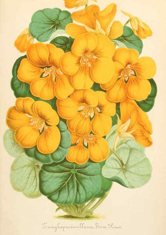 Reproducción/Reproduction 6055859355: Illustrierte Garten-Zeitung. bd.4 Stuttgart,E. Schweizerbart