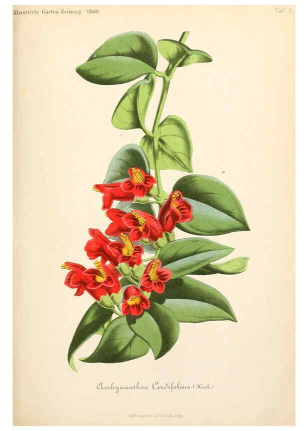Reproducción/Reproduction 6056405856: Illustrierte Garten-Zeitung. bd.4 Stuttgart,E. Schweizerbart