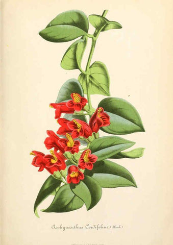 Reproducción/Reproduction 6056405856: Illustrierte Garten-Zeitung. bd.4 Stuttgart,E. Schweizerbart