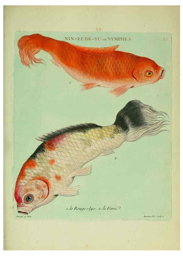 Reproducción/Reproduction 6055796809: Histoire naturelle des dorades de la Chine Paris :[s.n.],1780