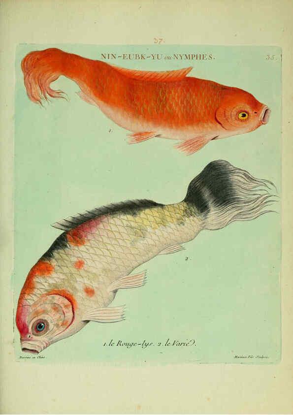 Reproducción/Reproduction 6055796809: Histoire naturelle des dorades de la Chine Paris :[s.n.],1780