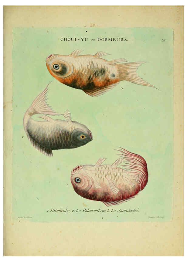 Reproducción/Reproduction 6056344066: Histoire naturelle des dorades de la Chine Paris :[s.n.],1780