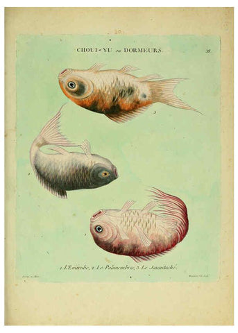 Reproducción/Reproduction 6056344066: Histoire naturelle des dorades de la Chine Paris :[s.n.],1780