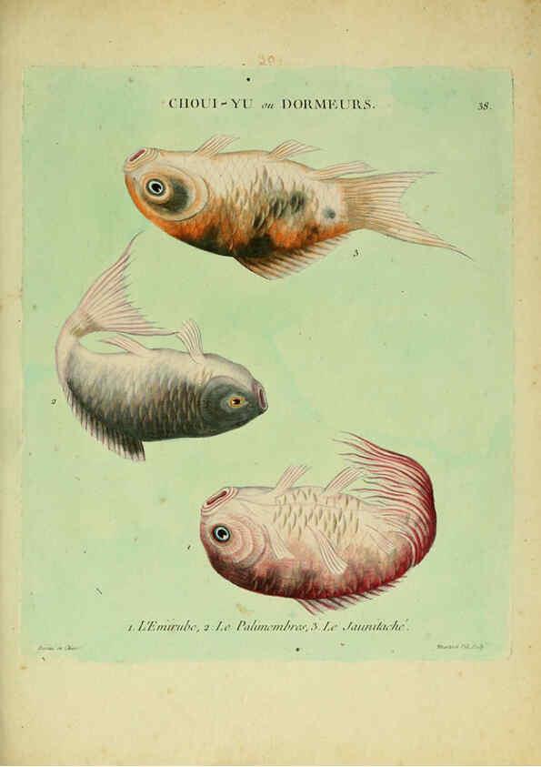 Reproducción/Reproduction 6056344066: Histoire naturelle des dorades de la Chine Paris :[s.n.],1780
