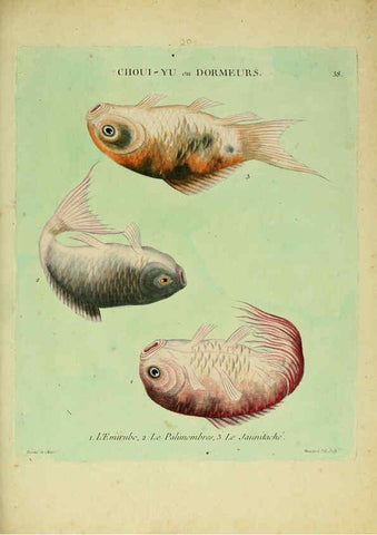 Reproducción/Reproduction 6056344066: Histoire naturelle des dorades de la Chine Paris :[s.n.],1780