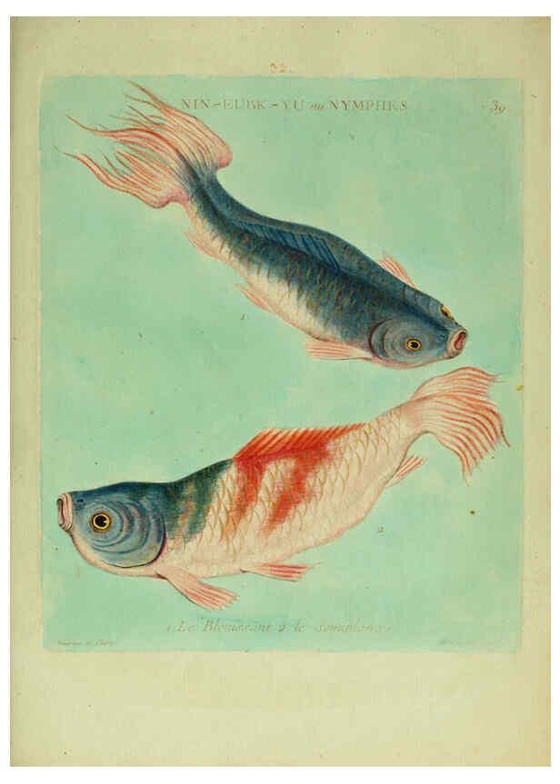 Reproducción/Reproduction 6055797787: Histoire naturelle des dorades de la Chine Paris :[s.n.],1780