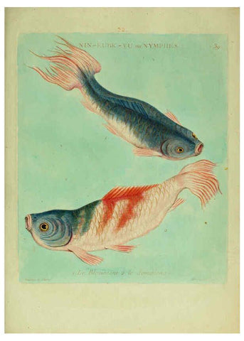 Reproducción/Reproduction 6055797787: Histoire naturelle des dorades de la Chine Paris :[s.n.],1780
