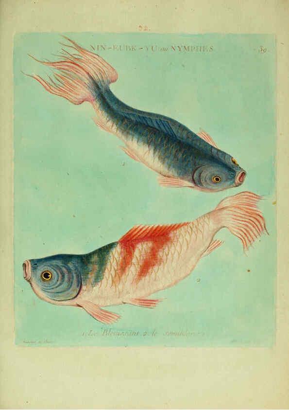 Reproducción/Reproduction 6055797787: Histoire naturelle des dorades de la Chine Paris :[s.n.],1780