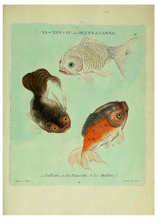 Reproducción/Reproduction 6055798323: Histoire naturelle des dorades de la Chine Paris :[s.n.],1780