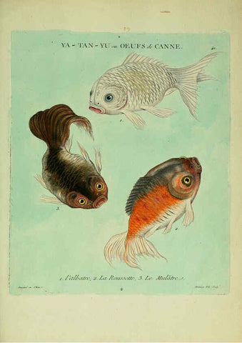 Reproducción/Reproduction 6055798323: Histoire naturelle des dorades de la Chine Paris :[s.n.],1780