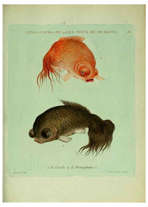 Reproducción/Reproduction 6056342714: Histoire naturelle des dorades de la Chine Paris :[s.n.],1780