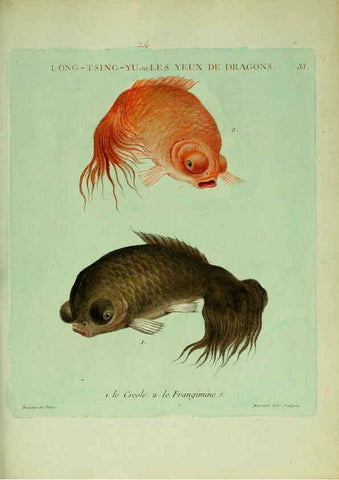 Reproducción/Reproduction 6056342714: Histoire naturelle des dorades de la Chine Paris :[s.n.],1780