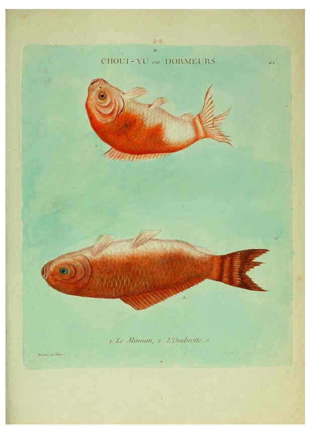 Reproducción/Reproduction 6055798525: Histoire naturelle des dorades de la Chine Paris :[s.n.],1780