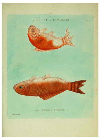 Reproducción/Reproduction 6055798525: Histoire naturelle des dorades de la Chine Paris :[s.n.],1780