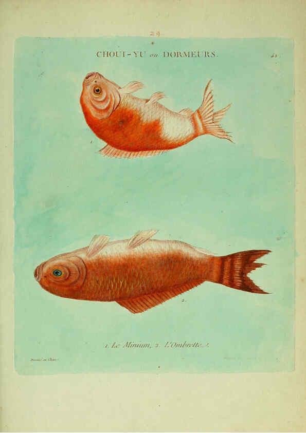 Reproducción/Reproduction 6055798525: Histoire naturelle des dorades de la Chine Paris :[s.n.],1780