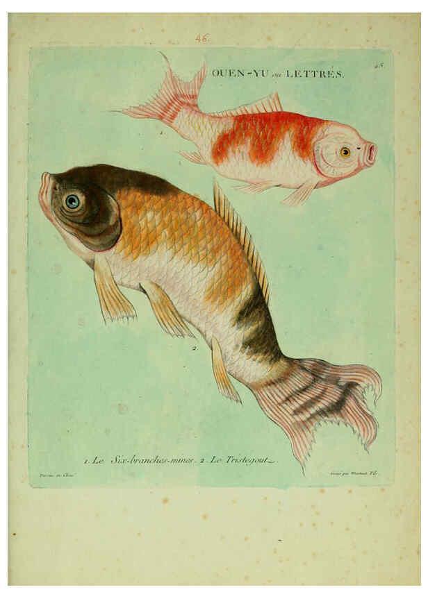Reproducción/Reproduction 6056345918: Histoire naturelle des dorades de la Chine Paris :[s.n.],1780
