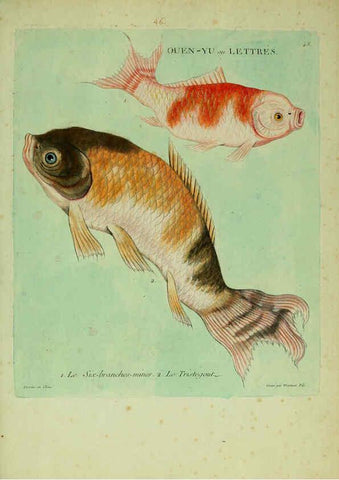 Reproducción/Reproduction 6056345918: Histoire naturelle des dorades de la Chine Paris :[s.n.],1780