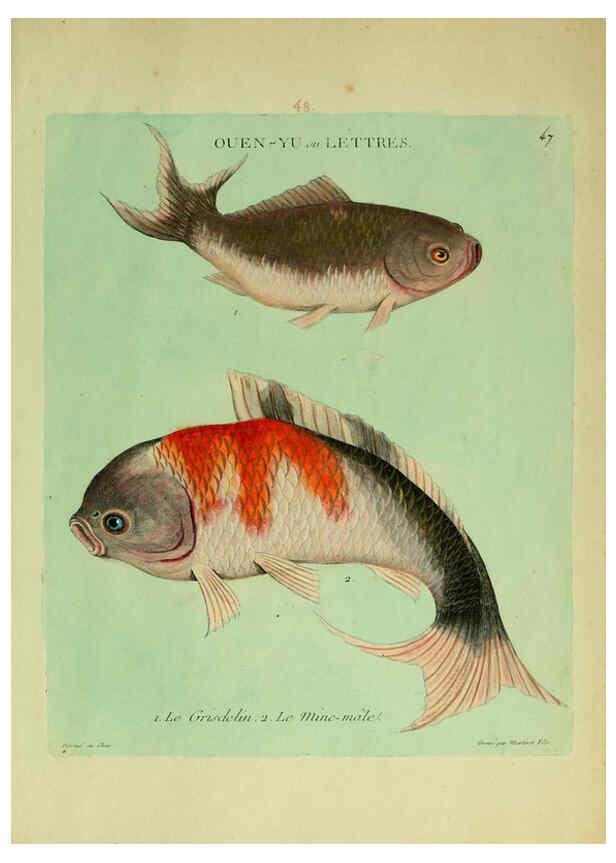 Reproducción/Reproduction 6056346476: Histoire naturelle des dorades de la Chine Paris :[s.n.],1780