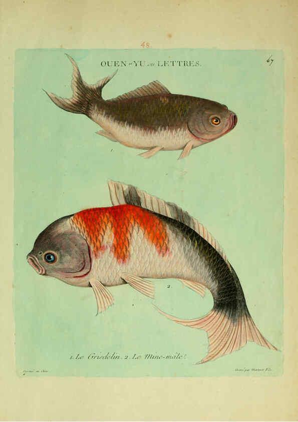 Reproducción/Reproduction 6056346476: Histoire naturelle des dorades de la Chine Paris :[s.n.],1780