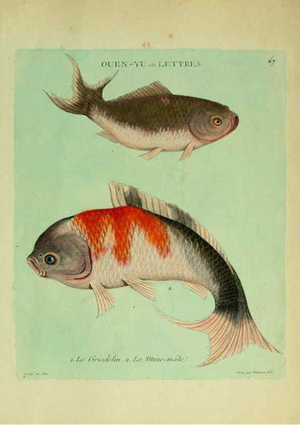 Reproducción/Reproduction 6056346476: Histoire naturelle des dorades de la Chine Paris :[s.n.],1780