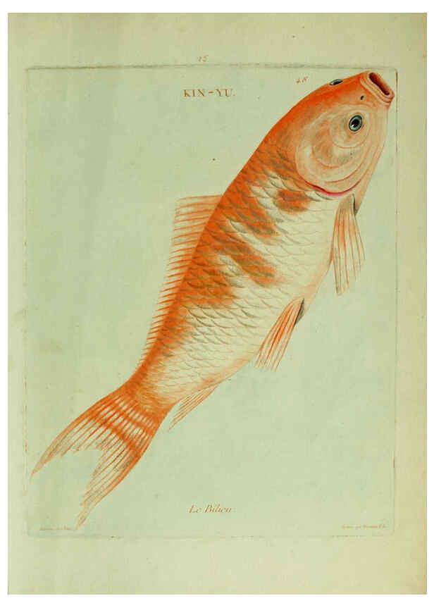 Reproducción/Reproduction 6055800449: Histoire naturelle des dorades de la Chine Paris :[s.n.],1780