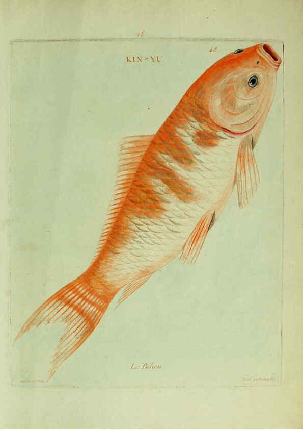Reproducción/Reproduction 6055800449: Histoire naturelle des dorades de la Chine Paris :[s.n.],1780