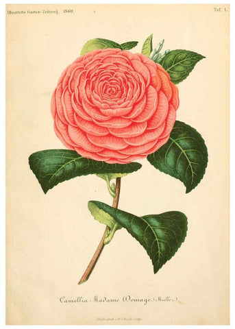 Reproducción/Reproduction 6056404958: Illustrierte Garten-Zeitung. bd.4 Stuttgart,E. Schweizerbart