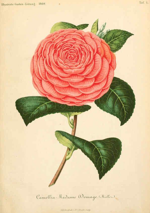 Reproducción/Reproduction 6056404958: Illustrierte Garten-Zeitung. bd.4 Stuttgart,E. Schweizerbart